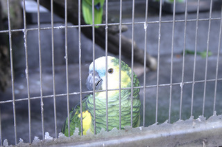 インコ.jpg